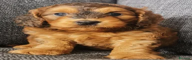Cockapoo 1