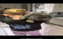 French Lop rabbits for sale: Giant French lop rabbits  - Image 5