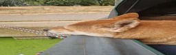 Japanese Shiba Inu dogs for stud: Shiba Inu for stud - Advert 15