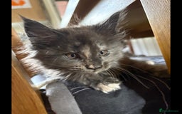 Maine Coon cats for sale: Last 2 Maine coon kittens  - Image 8