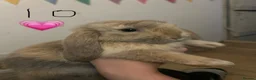 French Lop rabbits for sale: Pure Bred French Lop Babies.  - Advert 4