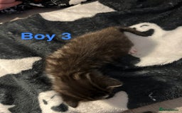 Mixed Breed cats for sale: 5 gorgeous kittens - Image 13