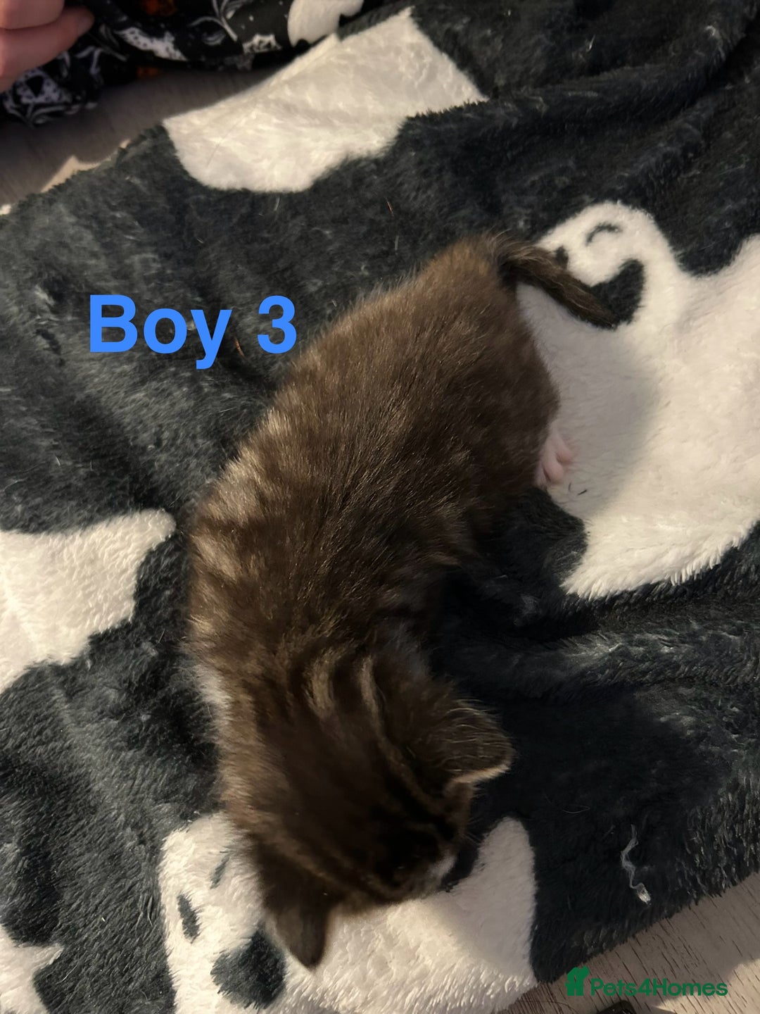 Mixed Breed cats for sale: 5 gorgeous kittens - Image 13