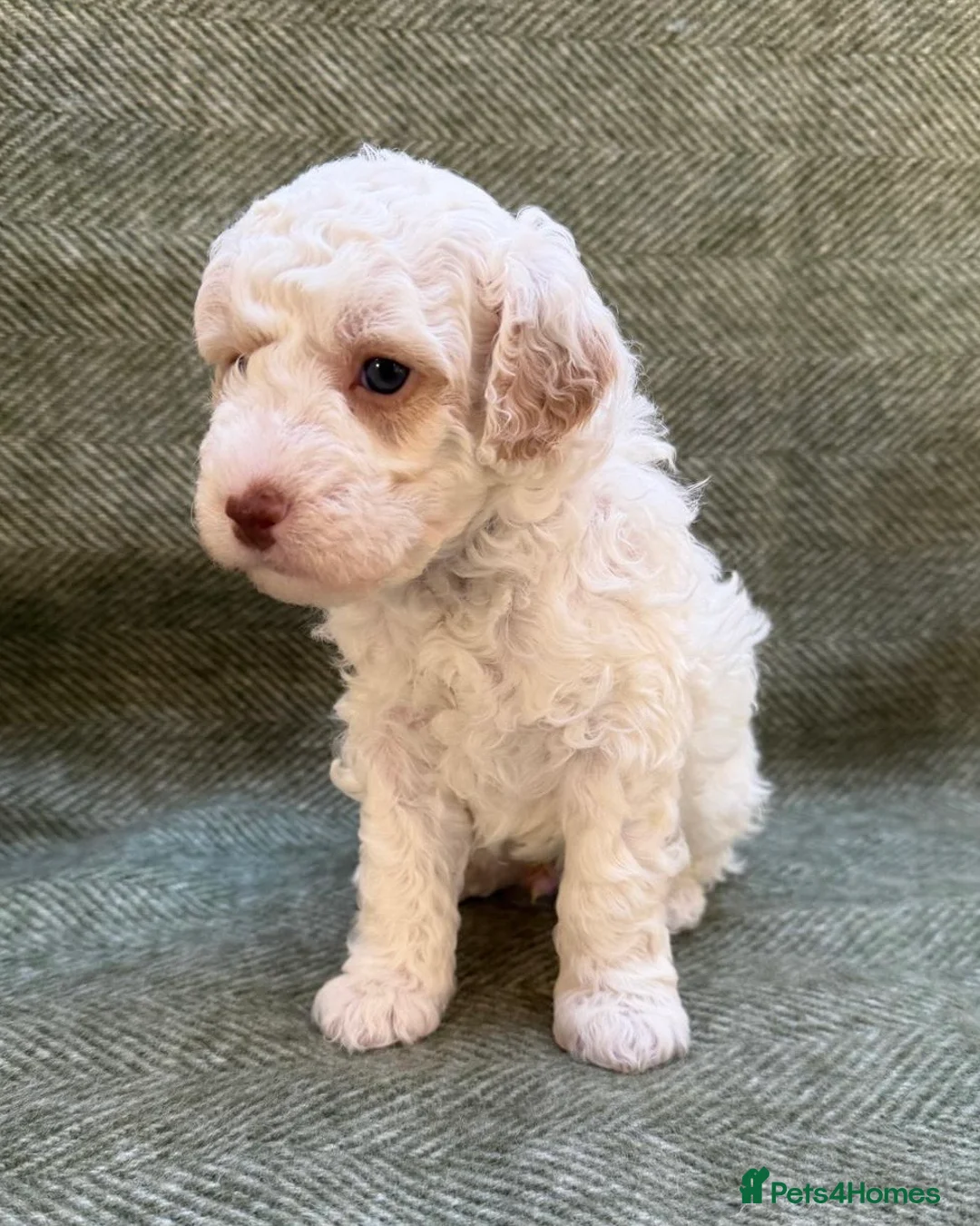 Labradoodle dogs for sale: Gorgeous 3rd Gen Miniature Labradoodle Puppies - Advert 5