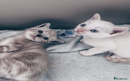 Mixed Breed cats for sale: Beautiful kittens looking for forever homes  - Image 1