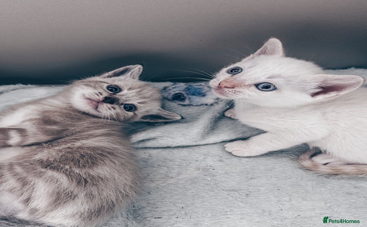 Mixed Breed cats - Advert 12