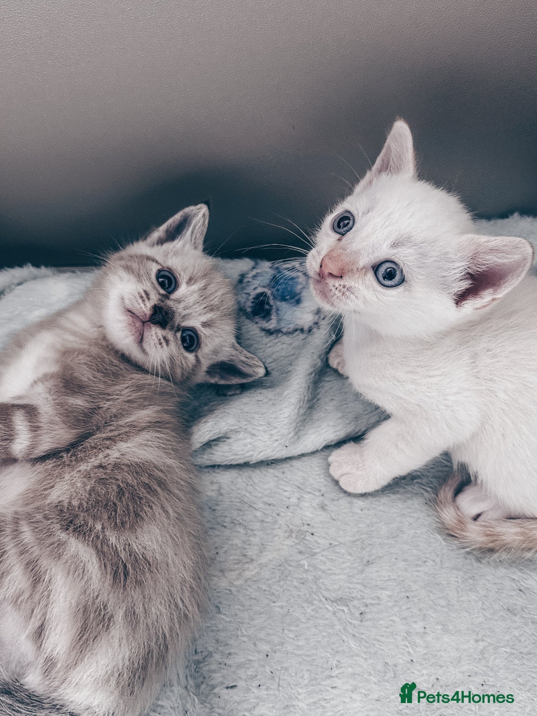Mixed Breed cats for sale: Beautiful kittens looking for forever homes  - Image 1