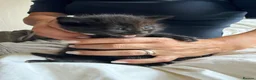Ragdoll cats for sale: 8 ADORBALE KITTENS FOR SALE  - Advert 6