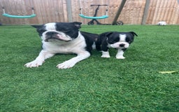 Boston Terrier dogs for sale: WILDAX Boston Terrier pups (2 girls left!) - Image 1