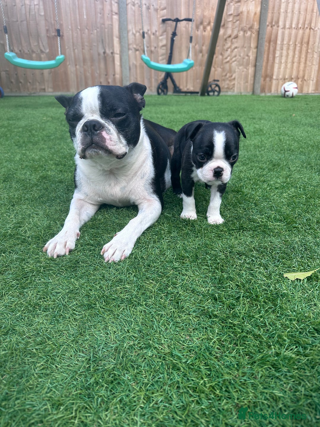 Boston Terrier dogs for sale: WILDAX Boston Terrier pups (2 girls left!) - Image 1