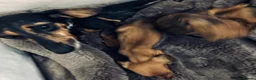 Miniature Dachshund dogs for sale: Beautiful mini dachshund pups - Advert 5