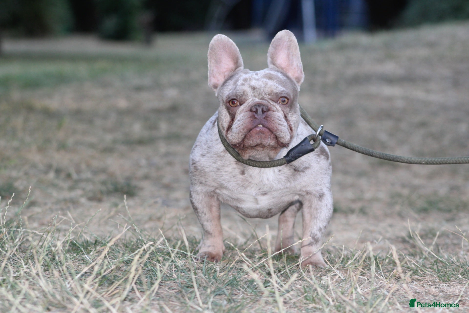French Bulldog dogs Isabella & tan merle - Advert 2