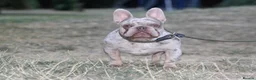 French Bulldog dogs for stud: Isabella & tan merle - Advert 2