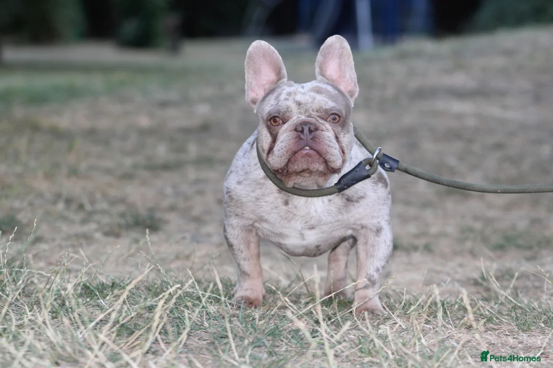 French Bulldog dogs for stud: Isabella & tan merle - Advert 2