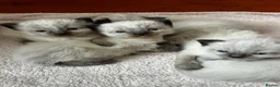 Ragdoll cats for sale: Ragdoll kittens - Advert 8