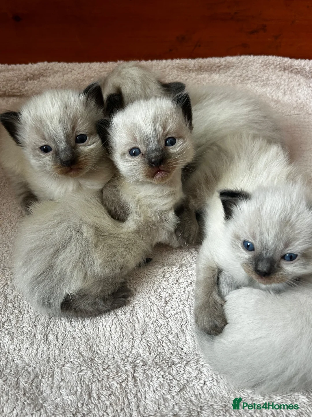 Ragdoll cats for sale: Ragdoll kittens - Advert 8