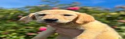 Goldador dogs for sale: GOLDADOR PUPPIES READY FOR NEW HOMES - Advert 9