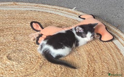 Mixed Breed cats for sale: Beautiful Ragdoll x shorthaired kittens - Image 3