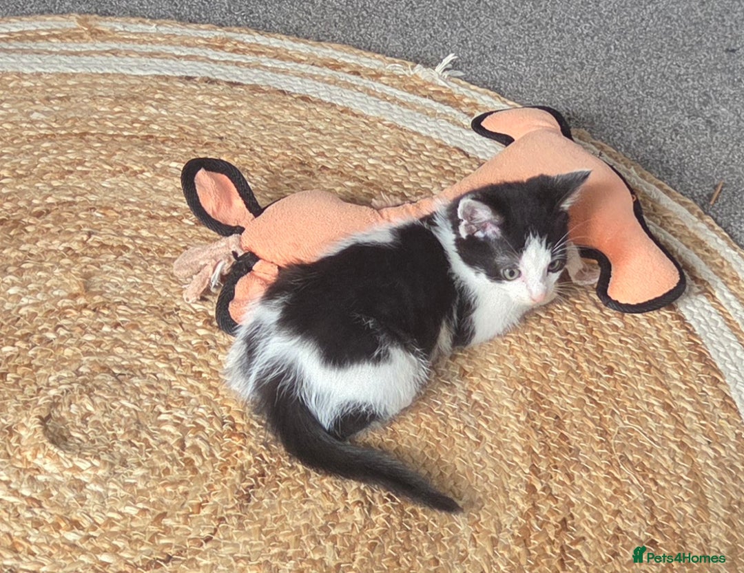 Mixed Breed cats for sale: Beautiful Ragdoll x shorthaired kittens - Image 3