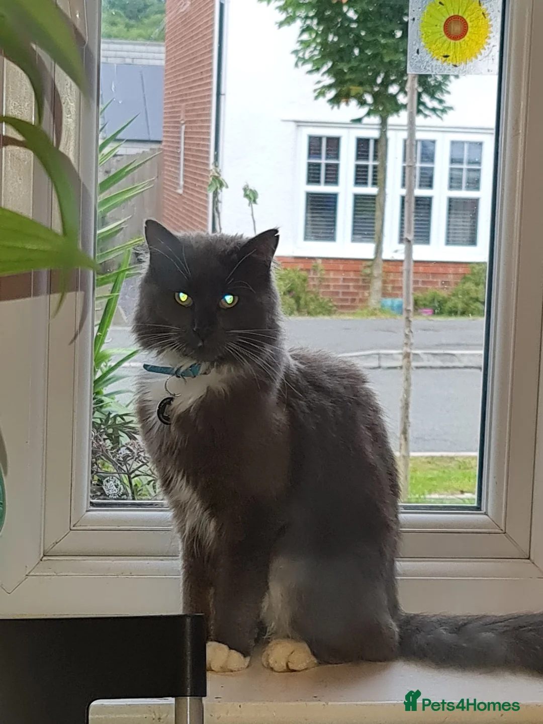 Maine Coon cats for sale: Maine coon kitten - Advert 1