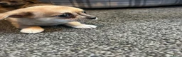 Chihuahua dogs for sale: Cute puppies chihuahua  in Worcester - Advert 12