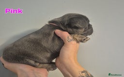 French Bulldog dogs for sale: Beautiful KC French bull dog puppies - Image 8