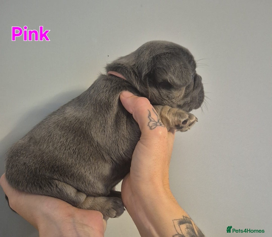 French Bulldog dogs for sale: Beautiful KC French bull dog puppies - Image 8