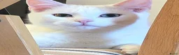Turkish Angora cats for sale: Beautiful Turkish Angora Female  - Advert 2