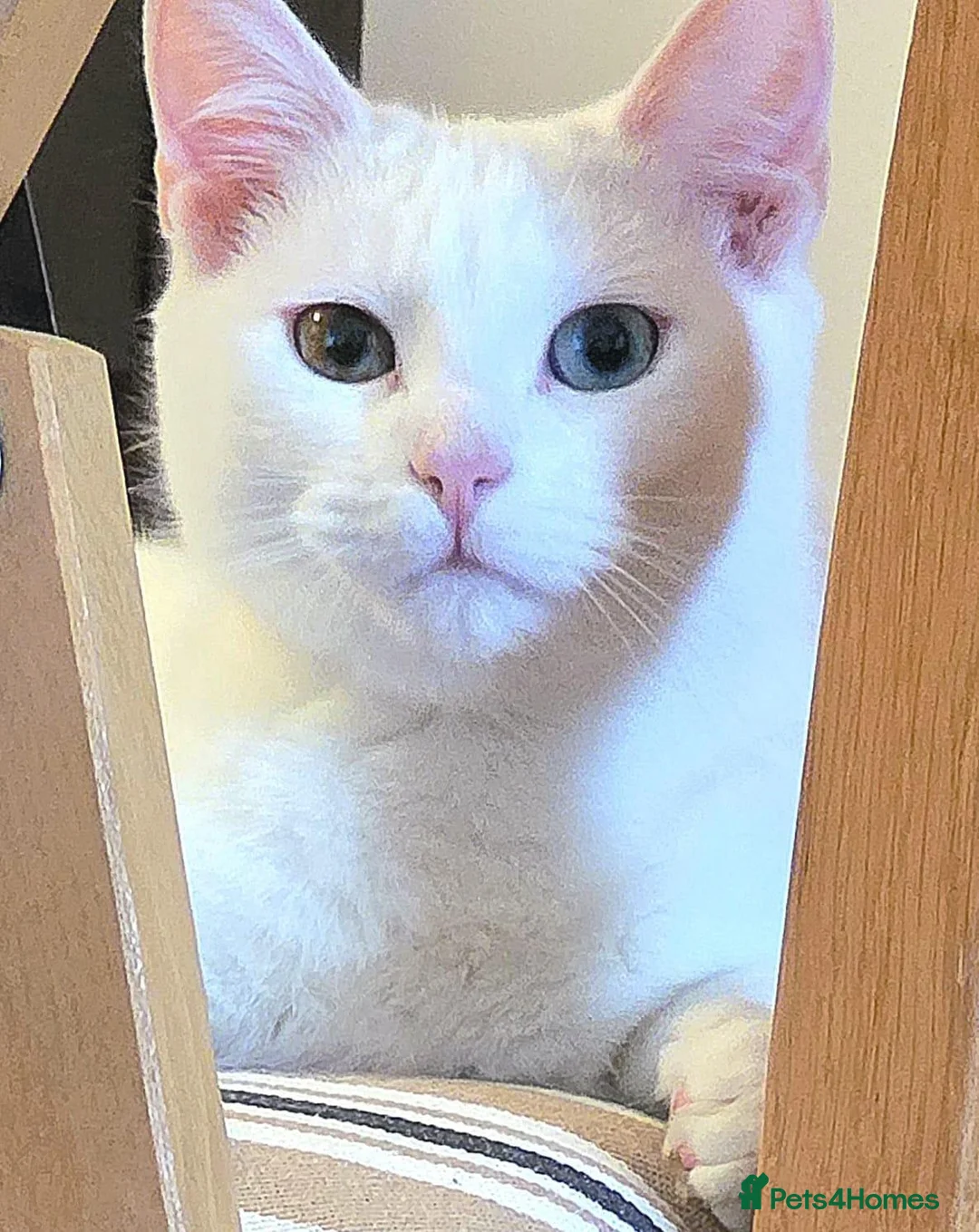 Turkish Angora cats for sale: Beautiful Turkish Angora Female  - Advert 2
