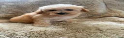 Poochon dogs for sale: F1 poochons puppy’s READY NOW - Advert 8