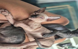 Sphynx cats for sale: Sphynx  - Image 5