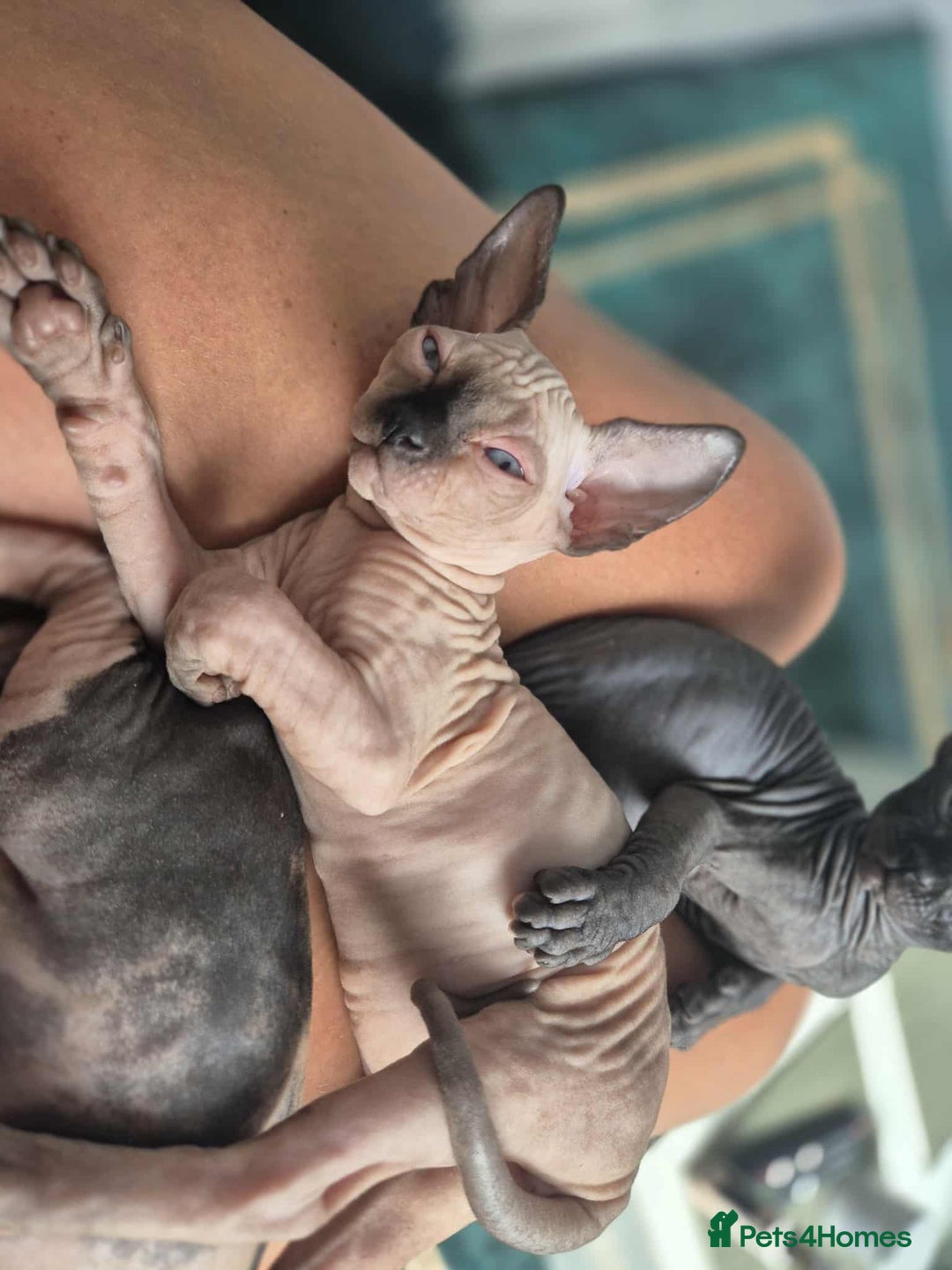 Sphynx cats for sale: Sphynx  - Image 5