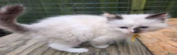 Ragdoll cats for sale: 1 Beautiful Tori Girl Ragdoll - Advert 4