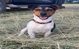 Jack Russell dogs for sale: Jack Russel Pups for sale - Image 1