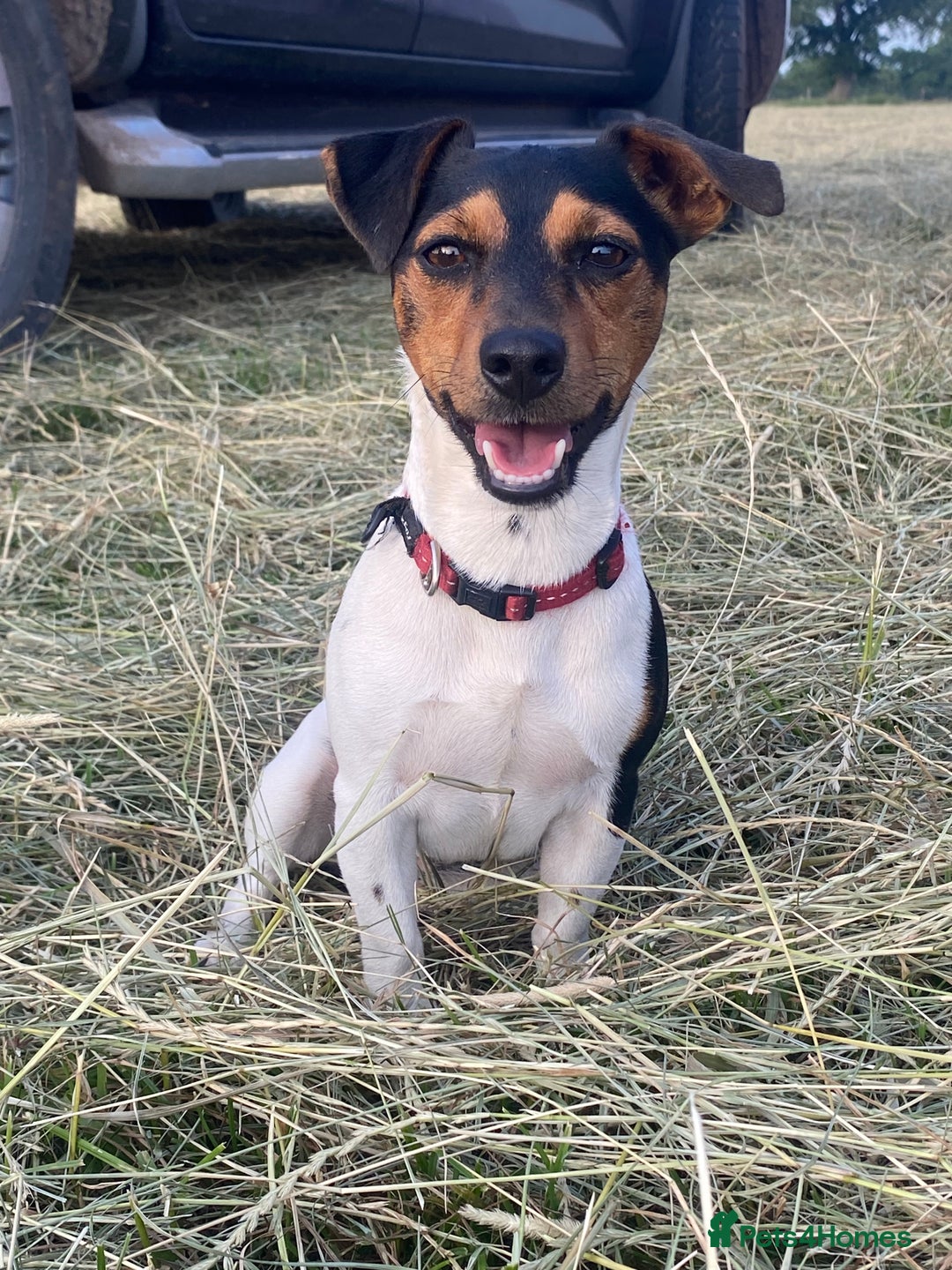 Jack Russell dogs for sale: Jack Russel Pups for sale - Image 1