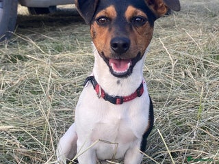 Jack Russell dogs - Advert 8