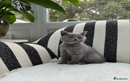 British Shorthair cats for sale: 💕British Shorthair Blue Kittens💕 - Image 3
