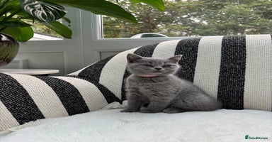 British Shorthair cats - Advert 11