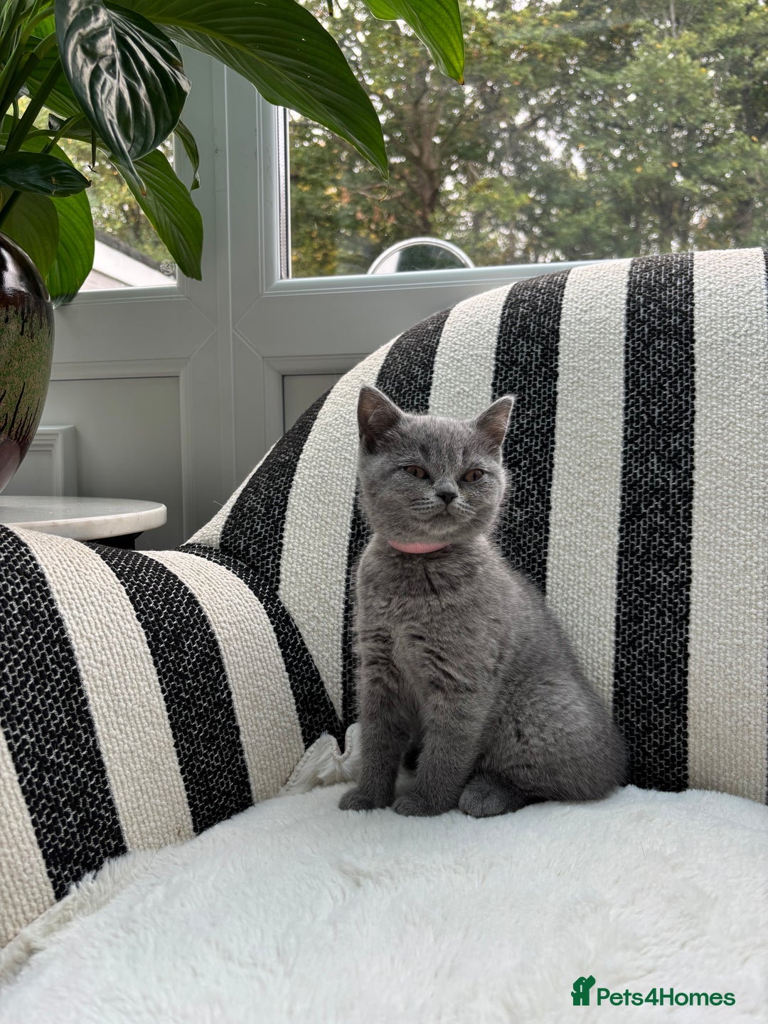 British Shorthair cats for sale: 💕British Shorthair Blue Kittens💕 - Image 3