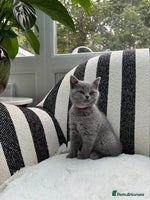 British Shorthair cats - Advert 6