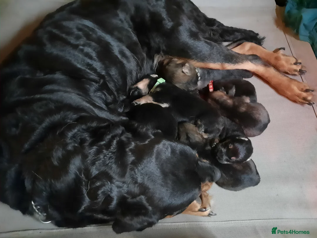 Mixed Breed dogs for sale: Rottweiler X German Shepherd Puppies  in Bristol - Advert 10
