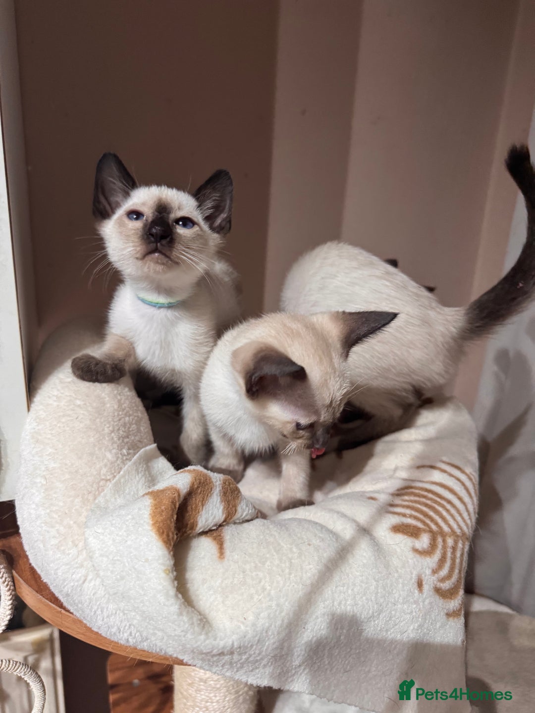 Siamese cats for sale: 3 cute Siamese kittens available - Advert 6