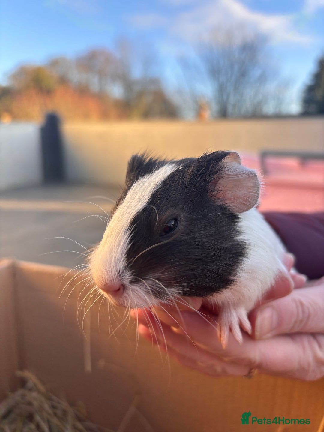Guinea Pig rodents for sale: Guinea Pigs - Advert 4