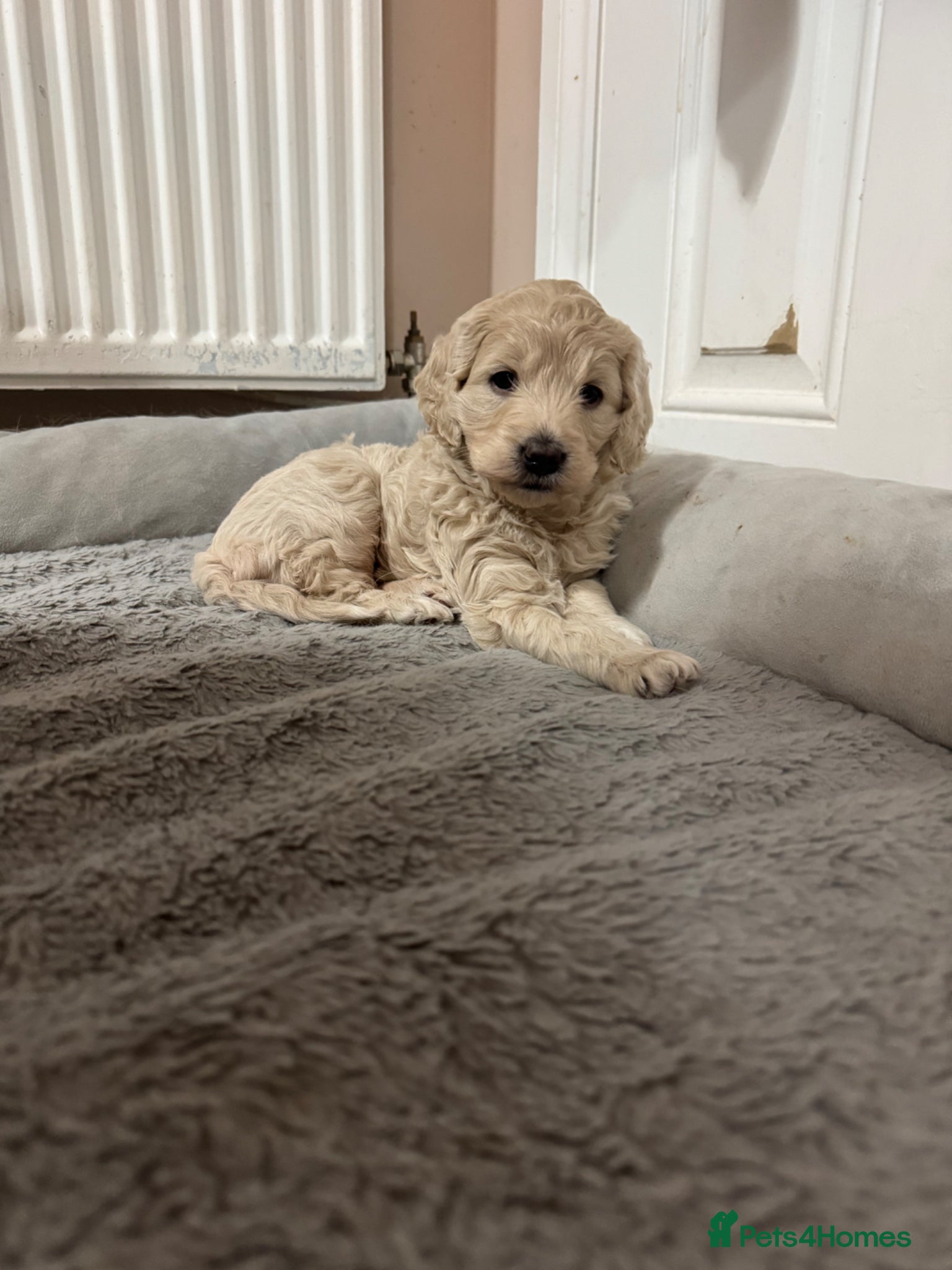 Goldendoodle dogs Beautiful little girl F1 mini Goldendoodle  - Advert 1