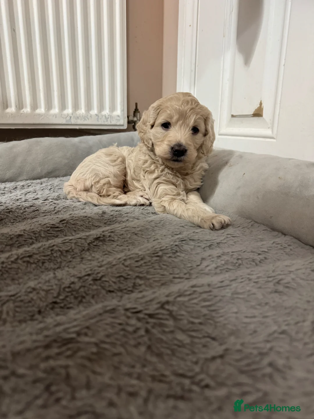 Goldendoodle dogs for sale: Beautiful little girl F1 mini Goldendoodle  - Advert 1