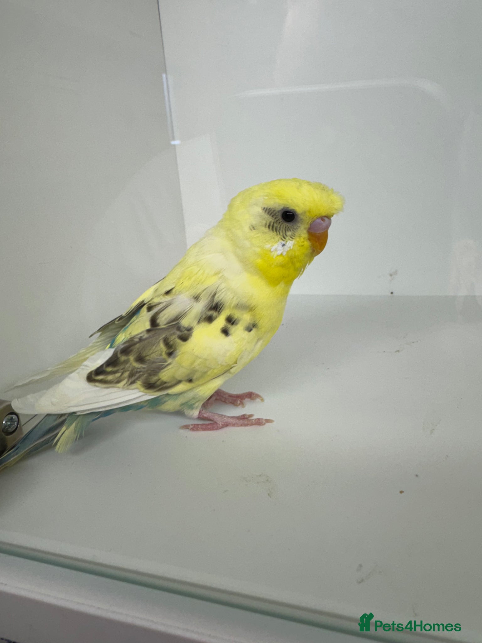 Budgerigars birds Beautiful Baby budgies for sale - Advert 14