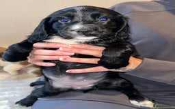 Cocker Spaniel dogs for sale: 5 GORGEOUS COCKERS    - Image 6
