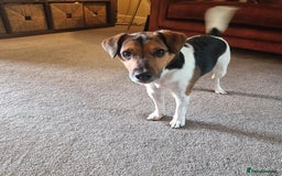Jack Russell dogs for sale: Male Jack Russell for sale in Bingley - Image 3