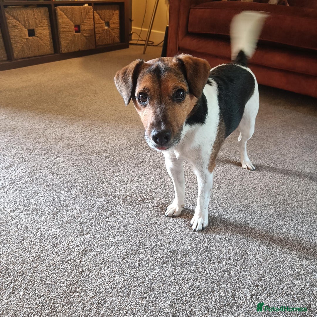 Jack Russell dogs for sale: Male Jack Russell for sale in Bingley - Image 3