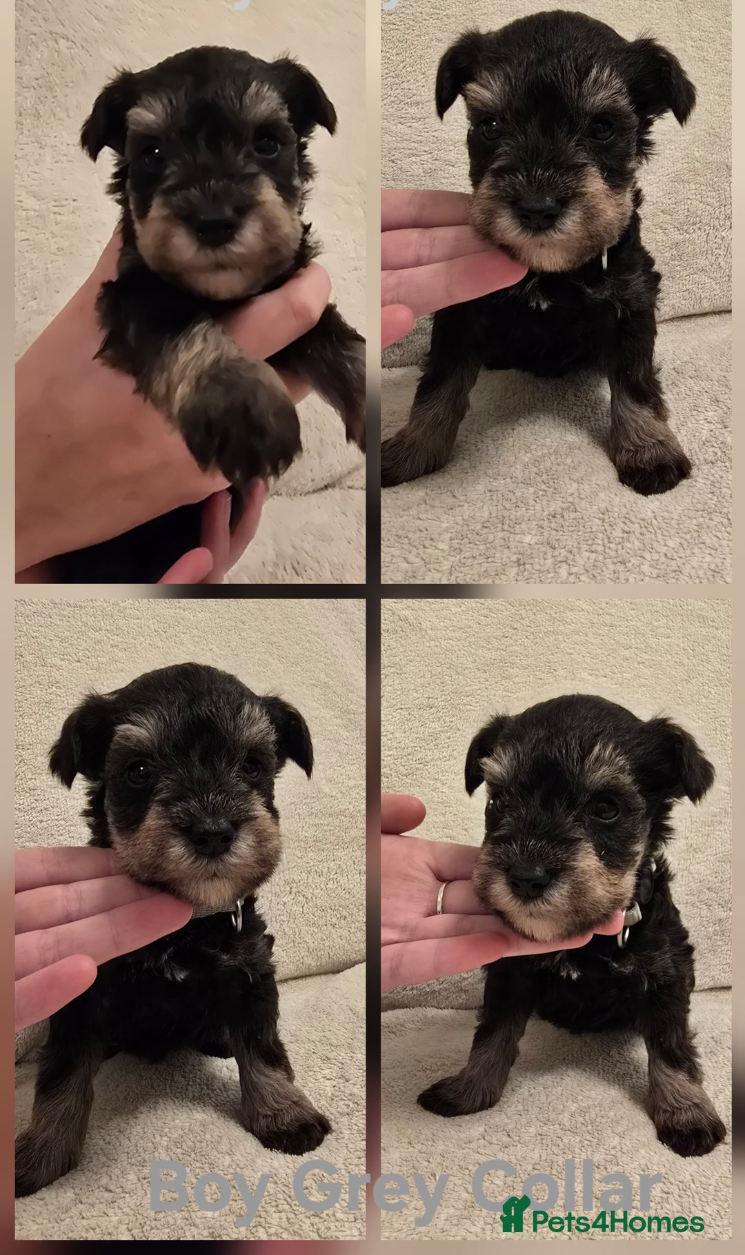 Miniature Schnauzer dogs for sale: KC Miniature Schnauzer Puppies ready in January - Advert 3